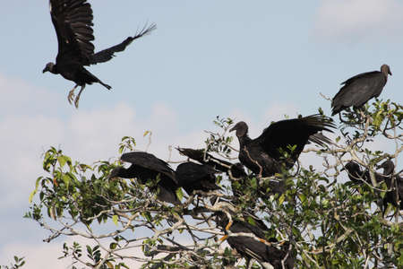Black vulture in the Department of Guaviare