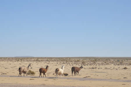 Lama in the vastness of the Altiplanoの写真素材