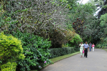 Unique Royal Botanical gardens in Peradeniya is considered as one of the best in Asiaのeditorial素材