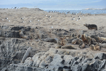 South American sea lion, Otaria flavescens, breeding colony and haulout on small islets just outside Ushuaia.のeditorial素材