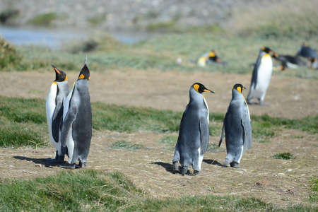 King penguins on the Bay of Inutil.
