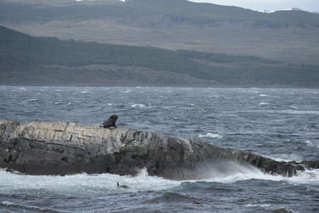 South American sea lion, Otaria flavescens, breeding colony and haulout on small islets just outside Ushuaia.のeditorial素材