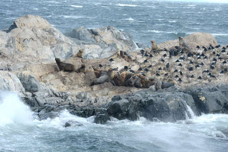 South American sea lion, Otaria flavescens, breeding colony and haulout on small islets just outside Ushuaia.の写真素材