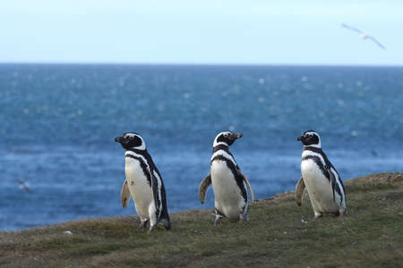 Magellanic Penguins Spheniscus magellanicus at the penguin sanctuary on Magdalena Island in the Strait of Magellan near Punta Arenas in southern Chile.の写真素材