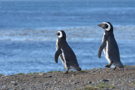 Magellanic Penguins Spheniscus magellanicus at the penguin sanctuary on Magdalena Island in the Strait of Magellan near Punta Arenas in southern Chile.の写真素材