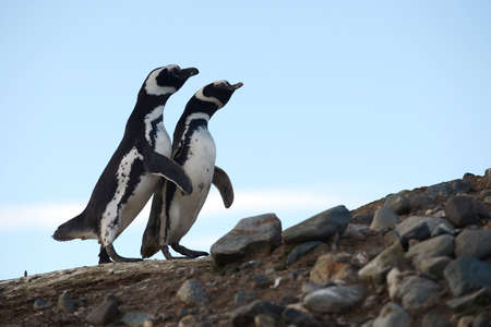 Magellanic Penguins Spheniscus magellanicus at the penguin sanctuary on Magdalena Island in the Strait of Magellan near Punta Arenas in southern Chile.の写真素材