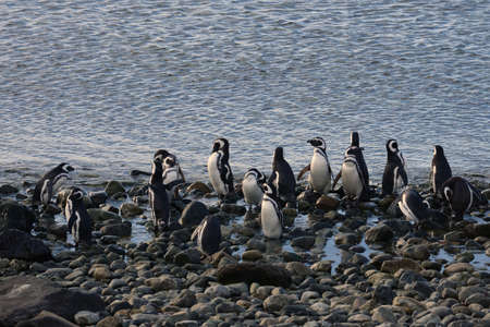 Magellanic Penguins Spheniscus magellanicus at the penguin sanctuary on Magdalena Island in the...