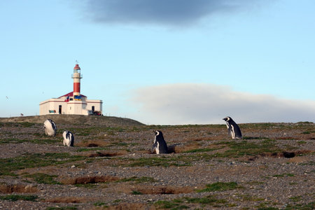 The lighthouse on the island of Magdalena.Magellanic Penguins at the penguin sanctuary on Magdalena Island in the Strait of Magellan near Punta Arenas.のeditorial素材