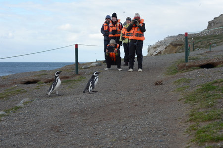 Tourists observed Magellanic penguins on Magdalena island in the Strait of Magellanのeditorial素材