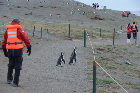 Tourists observed Magellanic penguins on Magdalena island in the Strait of Magellanのeditorial素材
