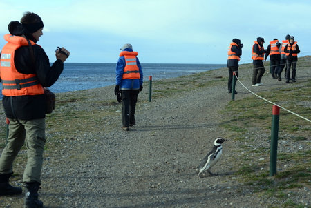 Magellanic Penguins at the penguin sanctuary on Magdalena Island in the Strait of Magellan near Punta Arenas in southern Chile.のeditorial素材