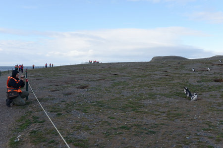 Magellanic Penguins at the penguin sanctuary on Magdalena Island in the Strait of Magellan near Punta Arenas in southern Chile.のeditorial素材