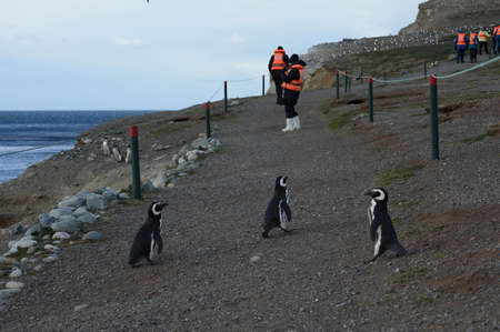 Magellanic Penguins at the penguin sanctuary on Magdalena Island in the Strait of Magellan near Punta Arenas in southern Chile.の写真素材