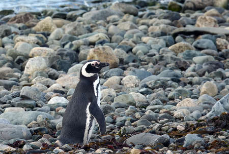 Magellanic Penguins at the penguin sanctuary on Magdalena Islandの写真素材