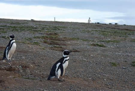 Magellanic Penguins at the penguin sanctuary on Magdalena Island in the Strait of Magellan near Punta Arenas in southern Chile.の写真素材