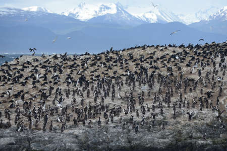 Cormorant colony on an island at Ushuaia in the Beagle Channel Beagle Strait, Tierra Del Fuego, Argentina, South Americaの写真素材