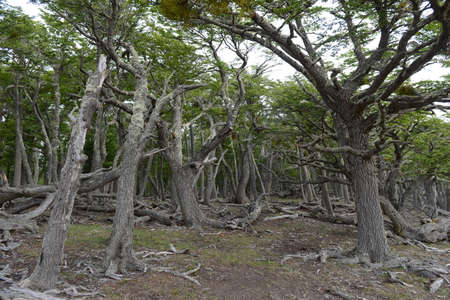 Fallen trees on the shore of Lago Blanco.