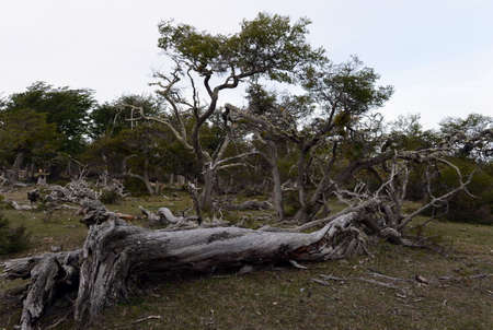 Fallen trees on the shore of Lago Blanco.の写真素材