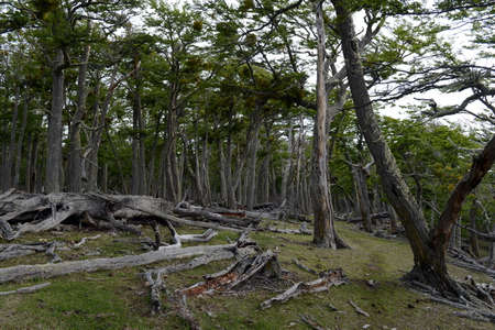 Fallen trees on the shore of Lago Blanco.の写真素材