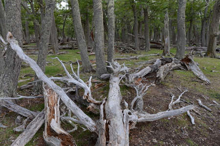 Fallen trees on the shore of Lago Blanco.の写真素材