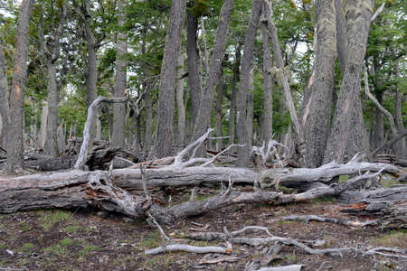 Fallen trees on the shore of Lago Blanco.
