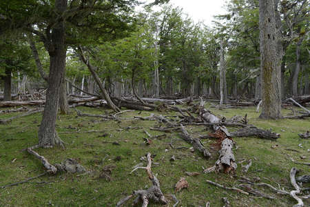 Fallen trees on the shore of Lago Blanco. Chile