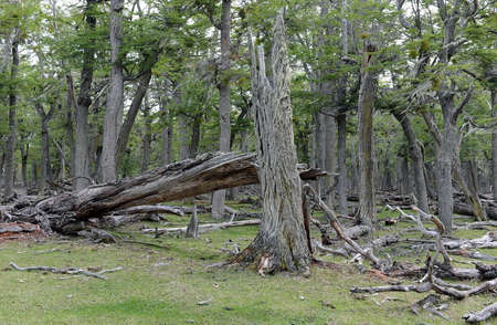 Fallen trees on the shore of Lago Blanco. Chileの写真素材