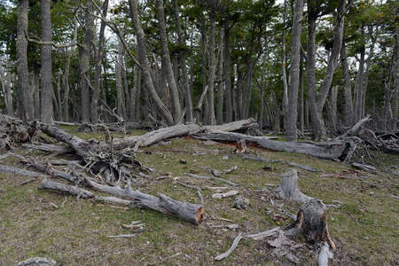 Fallen trees on the shore of Lago Blanco. Chileの写真素材