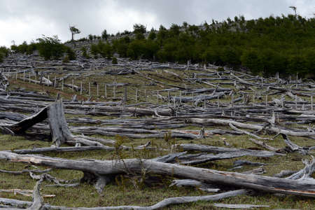 Fallen trees on the shore of Lago Blanco.の写真素材