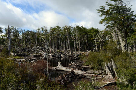 Fallen trees on the shore of Lago Blanco.の写真素材