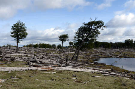 Fallen trees on the shore of Lago Blanco.