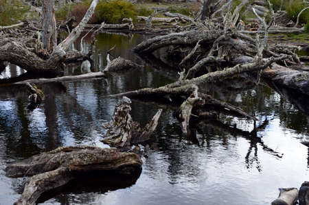 Fallen trees on the shore of Lago Blanco.の写真素材