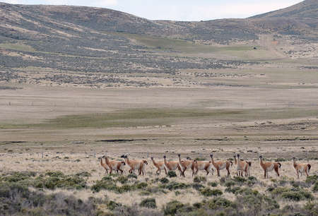 Guanaco in Tierra del Fuegoの写真素材