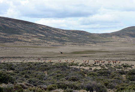 Guanaco in Tierra del Fuegoの写真素材