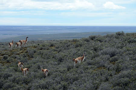 Guanaco in Tierra del Fuegoの写真素材