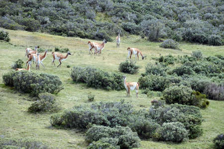 Guanaco in Tierra del Fuegoの写真素材