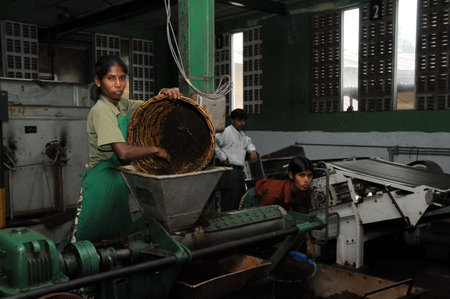 At a tea factory in Sri Lanka.のeditorial素材