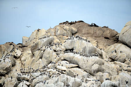 A rookery of southern sea lions in Vina del Mar.