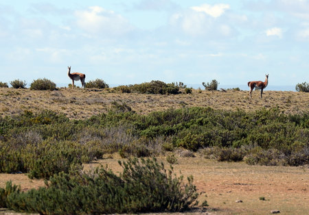 Guanaco in Tierra del Fuego.のeditorial素材