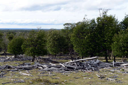 Fallen trees on the shore of Lago Blanco.の写真素材