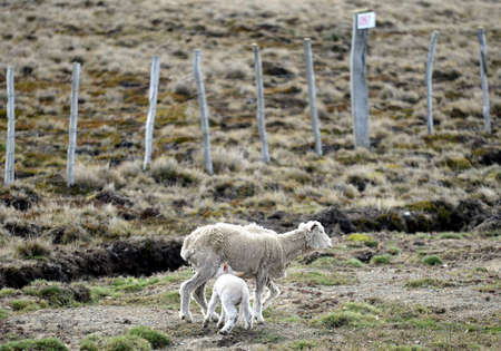 Sheep in Tierra del Fuego.の写真素材