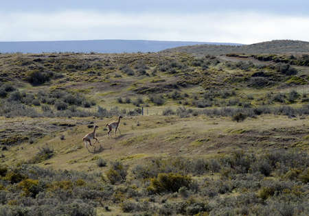 Guanaco near the village of Porvenir in Tierra del Fuego.の写真素材