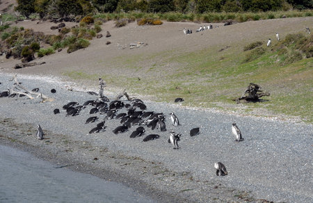 Magellanic penguins in the Beagle channel.のeditorial素材