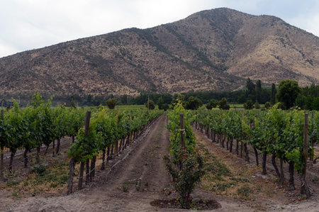 Vineyard Chilean winery Santa Rita.のeditorial素材