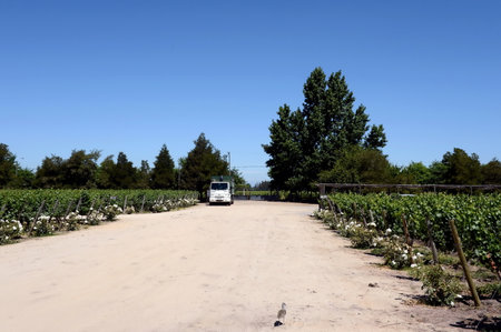 The vineyard of Viu Manent winery.のeditorial素材