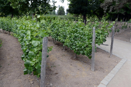 The vineyard of the winery "Concho y Tora"のeditorial素材