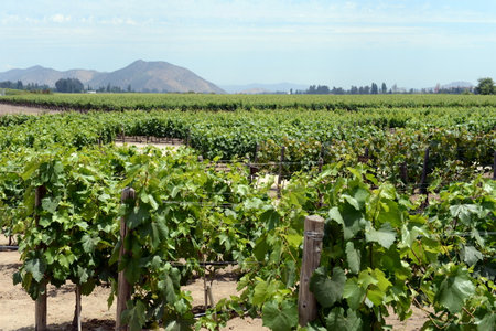 The vineyard of the winery "Concho y Tora"のeditorial素材