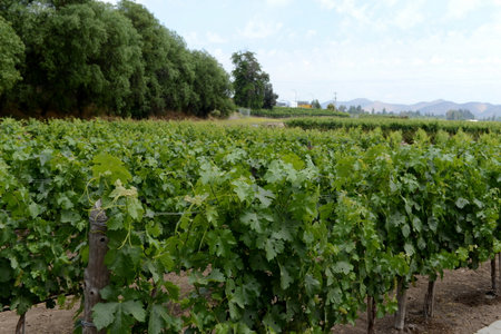 The vineyard of the winery "Concho y Tora"のeditorial素材