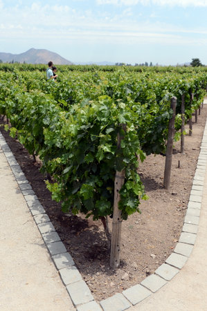 The vineyard of the winery "Concho y Tora"のeditorial素材