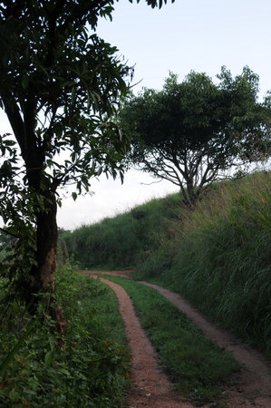 Rural road on the island of Sri Lanka.のeditorial素材